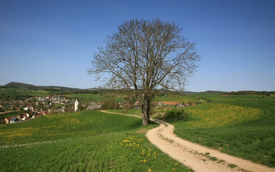 Herznach im Fricktal mit Baum im Vordergrund